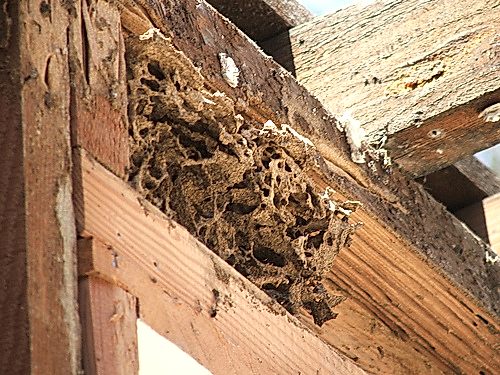 Termites — termite inspection in El Dorado County