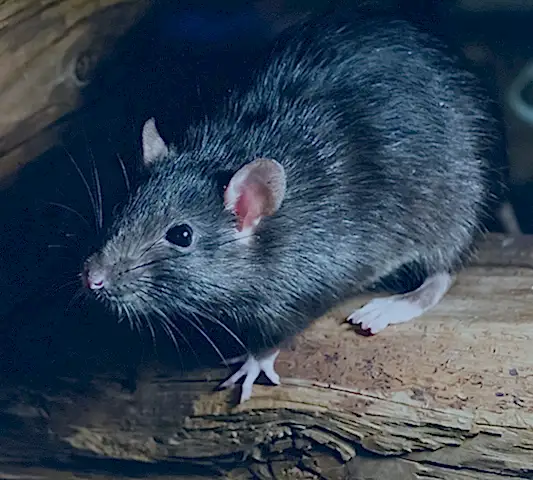 Rat — rodent control in Sacramento and Placerville