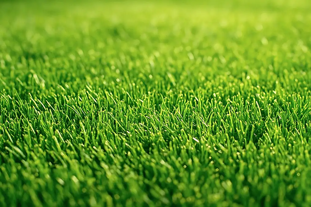 Healthy treated lawn — lawn and weed control Sacramento